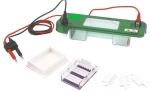 Horizontal Gel Electrophoresis