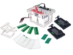 Vertical Gel Electrophoresis