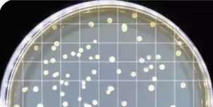 1. Adjustable LED side light source and dark background make colonies clearly visible. 2. Grid size is moderate, which is